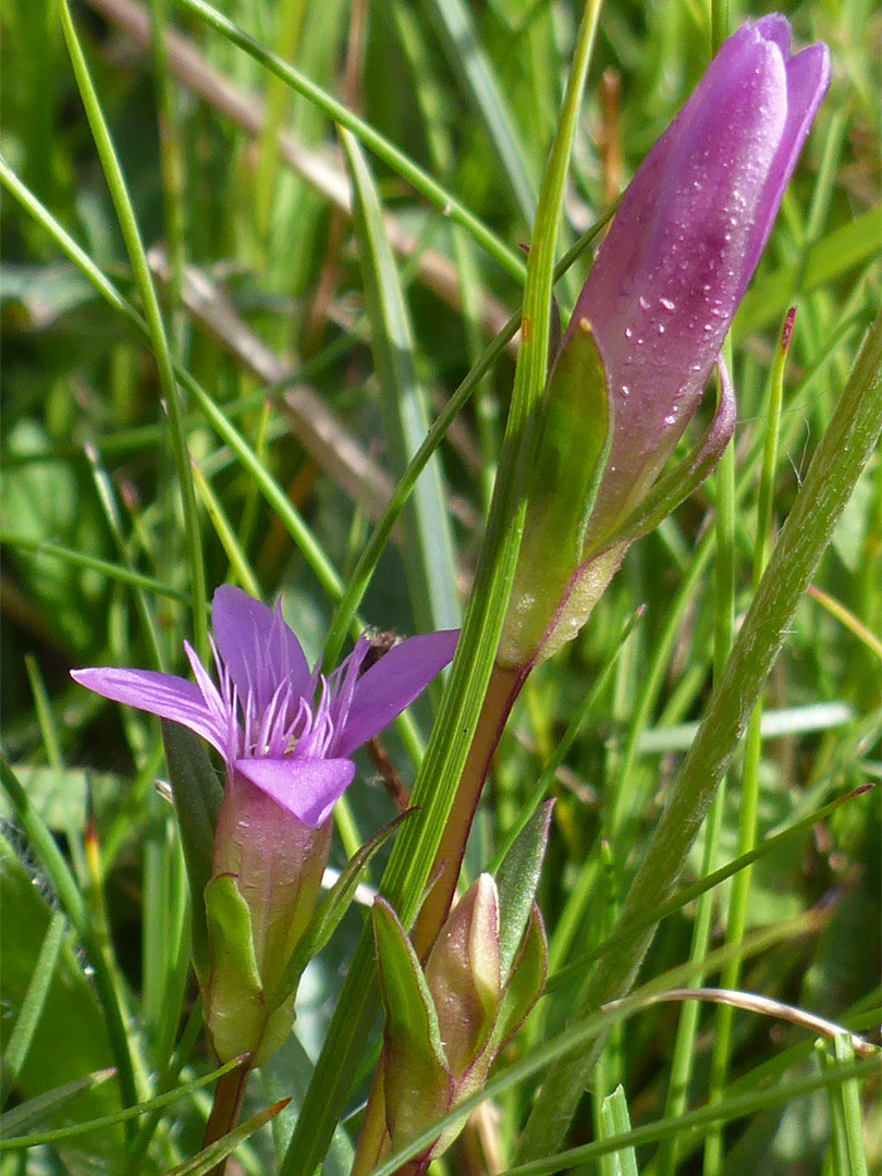 Flower and bud