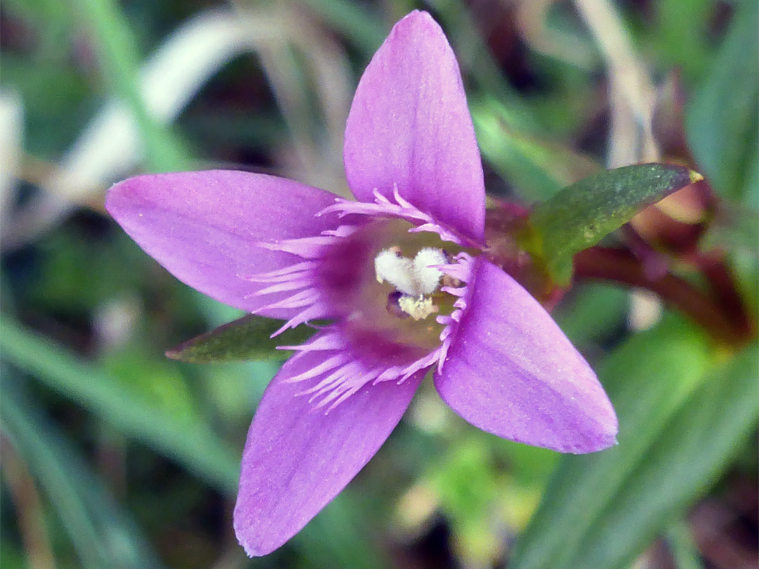 Four-petalled flower