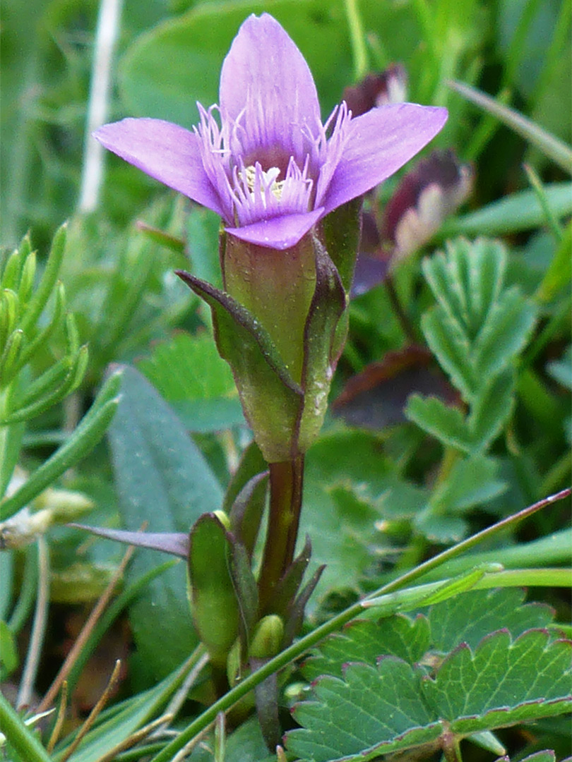 Flower and leaves