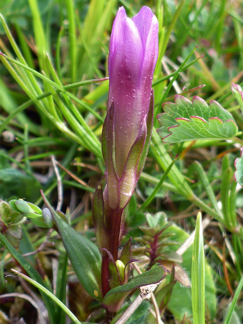 Developing flower