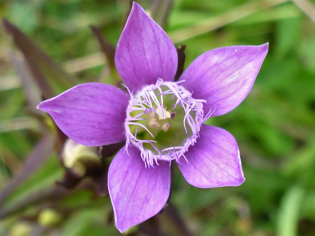 Five-petalled flower