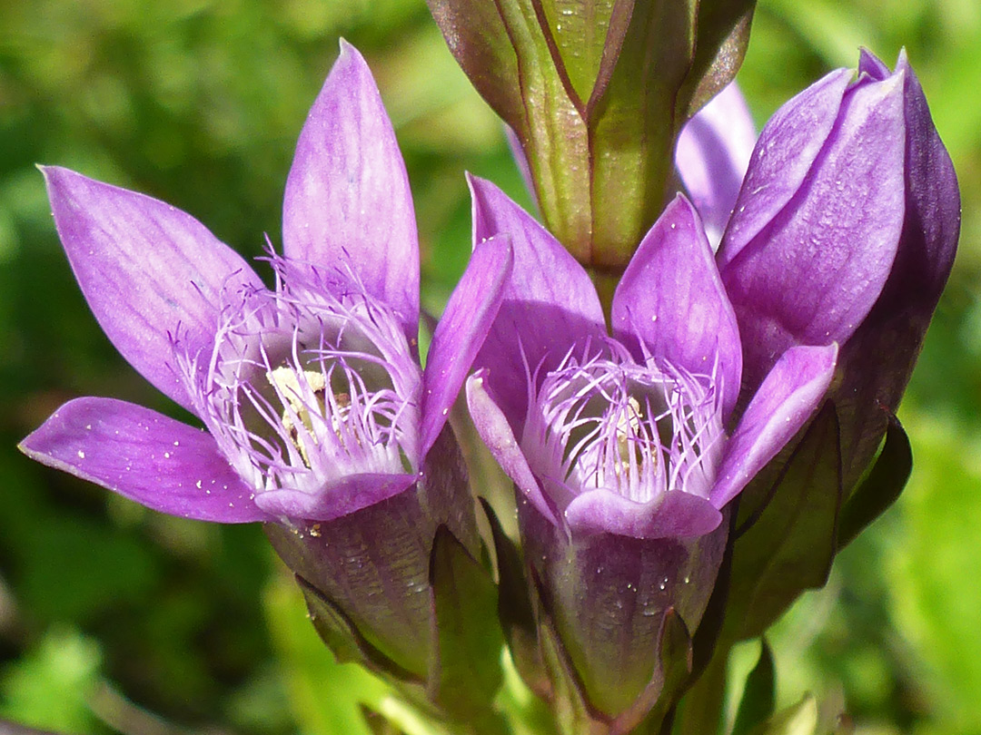 Three flowers