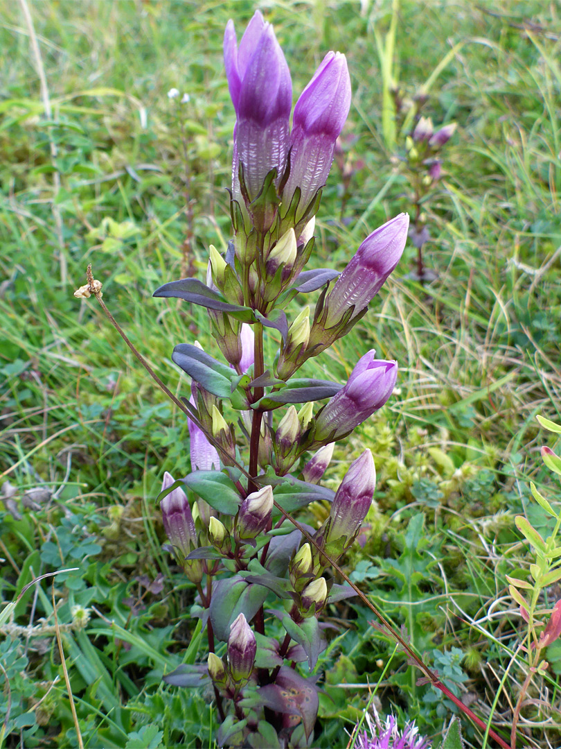 Chiltern gentian, leaves and stem