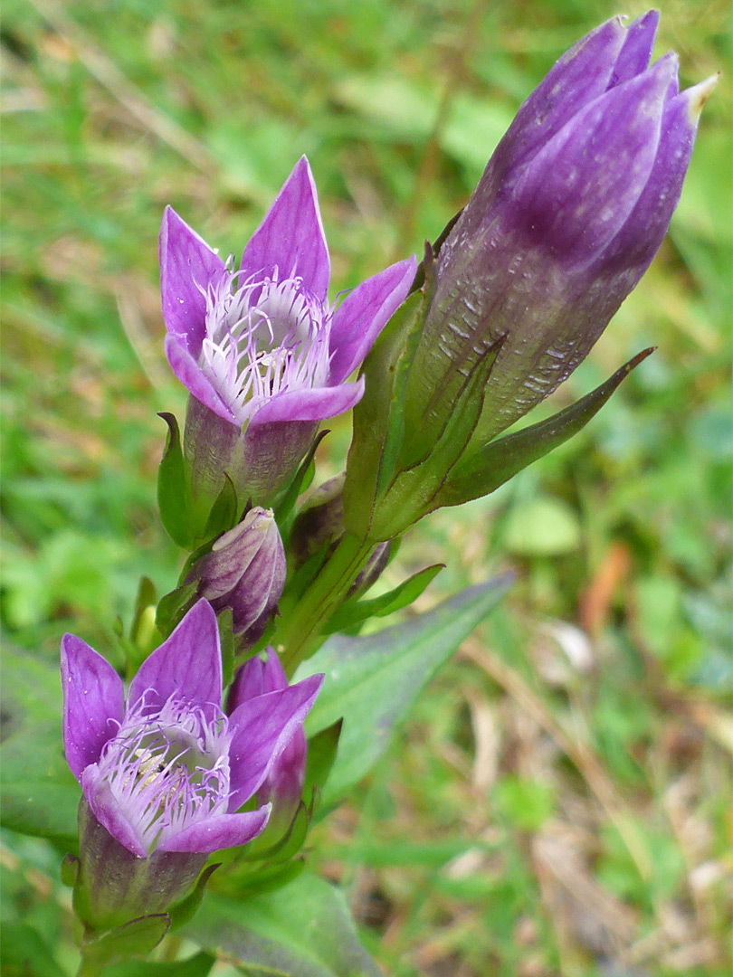 Flower cluster