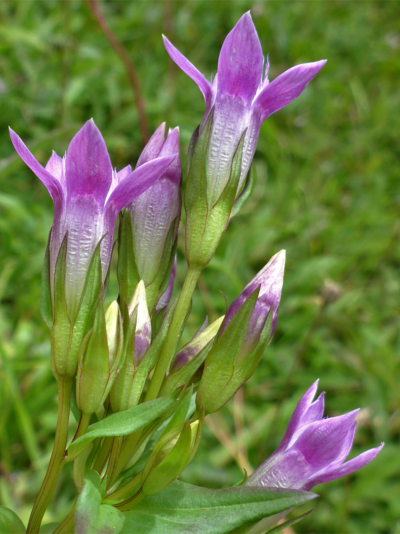 Corollas and calyces