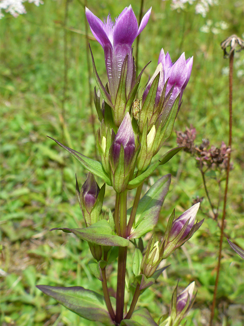 Leaves and flowers