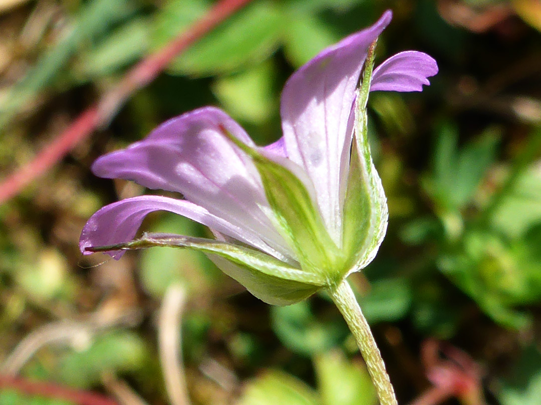 Light green sepals