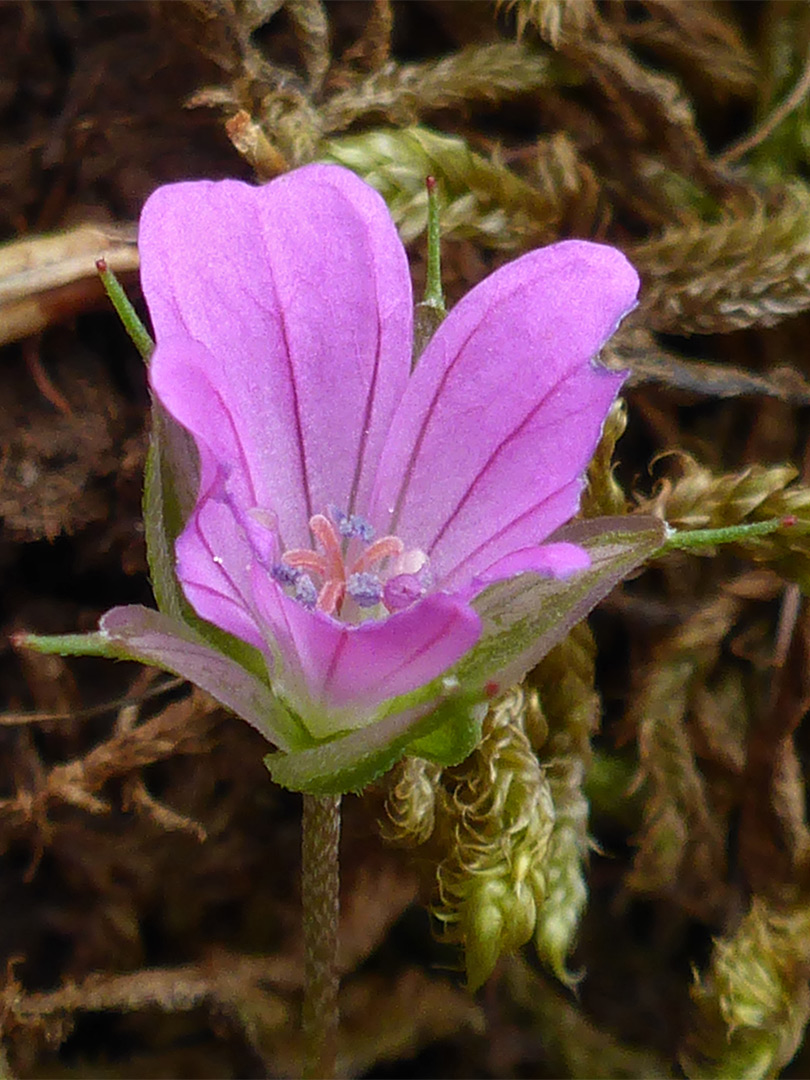 Veined petals