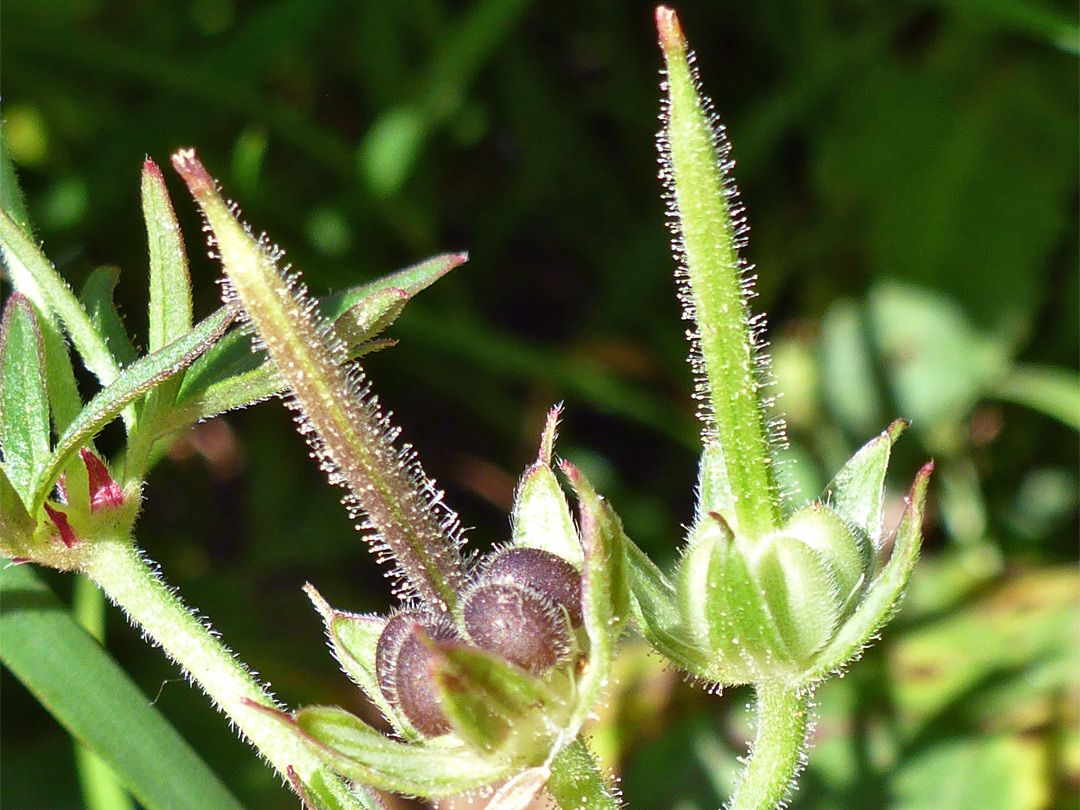 Fruits