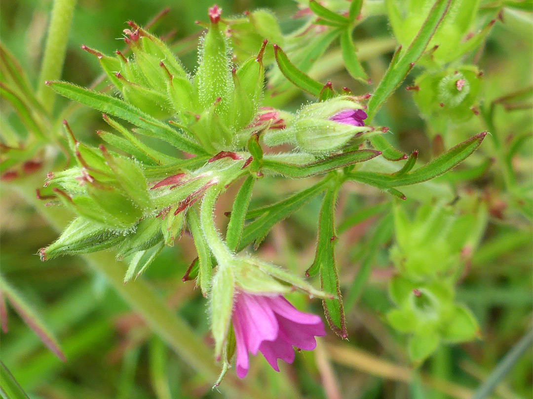 Fruits and flowers