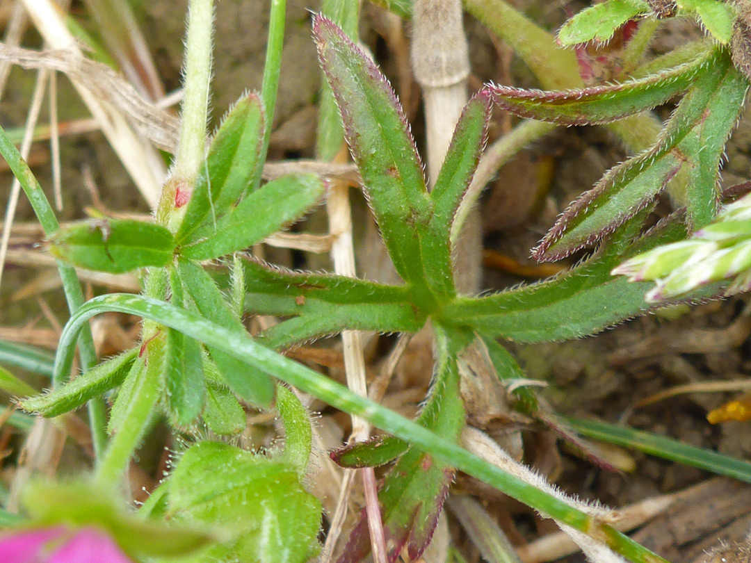 Deeply lobed leaves