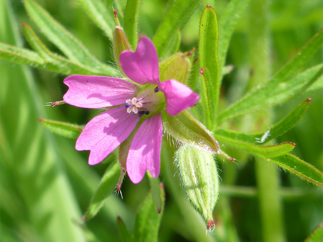 Pink petals