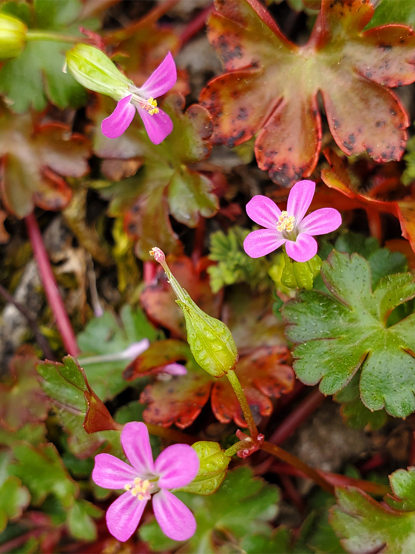 Three flowers