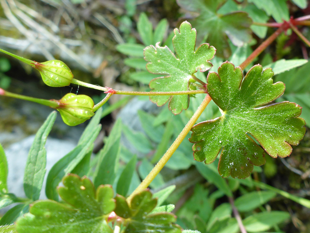 Leaves and fruits