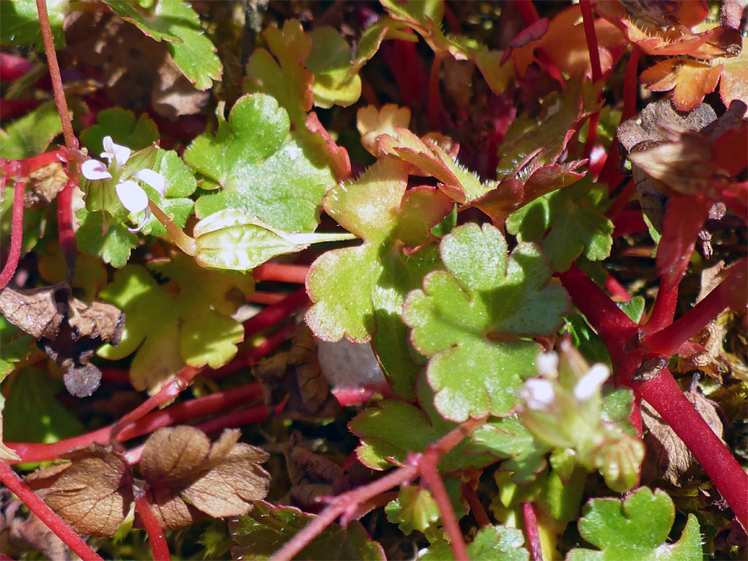 Leaves and stems