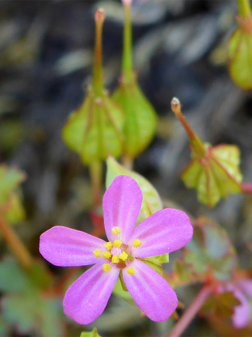 Shining cranesbill