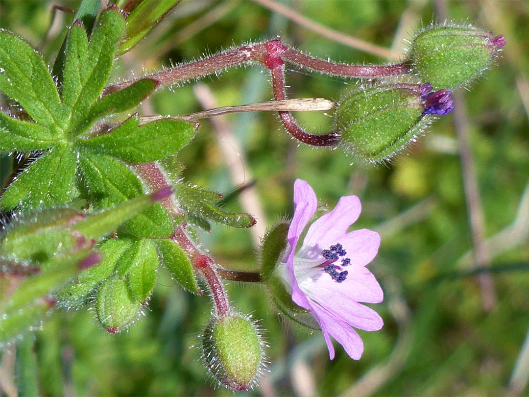 Dove's-foot cranesbill