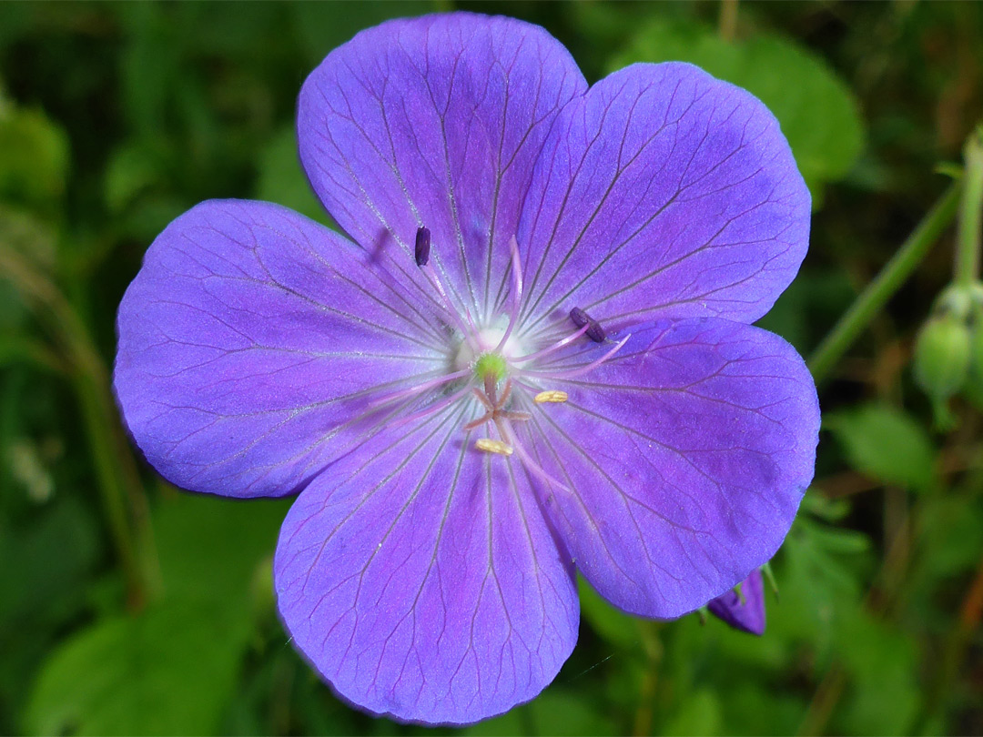 Veined petals