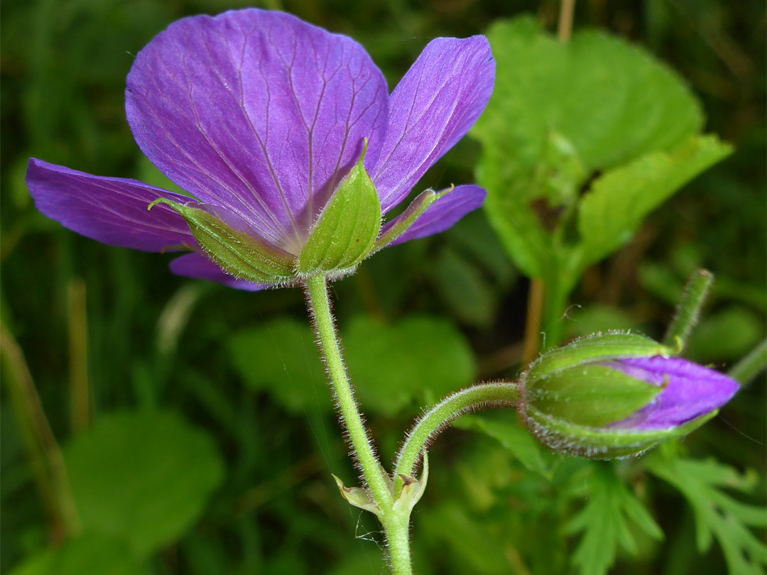 Two flowers