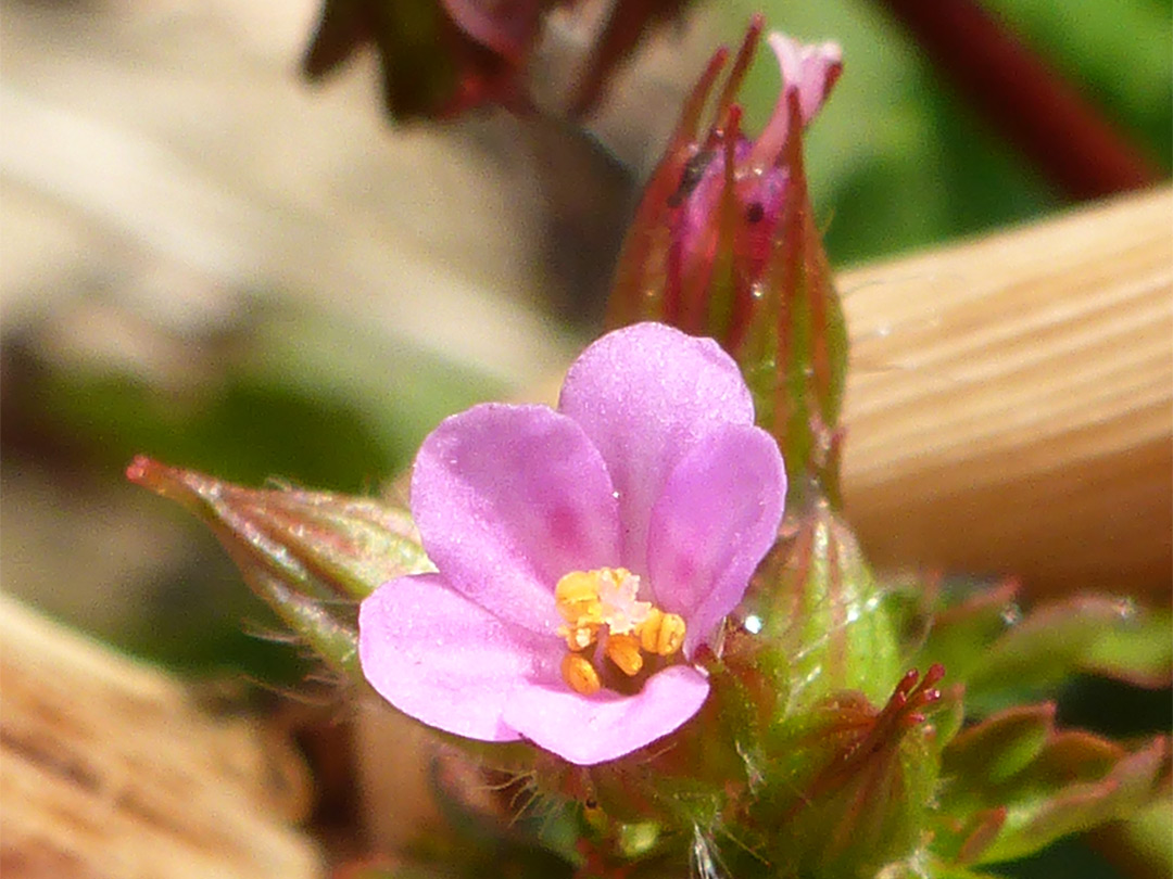 Yellow anthers