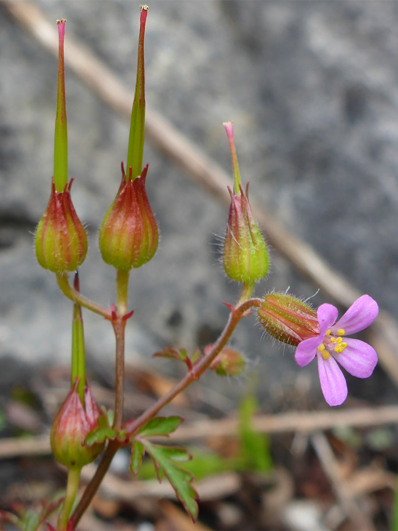 Fruits and flower