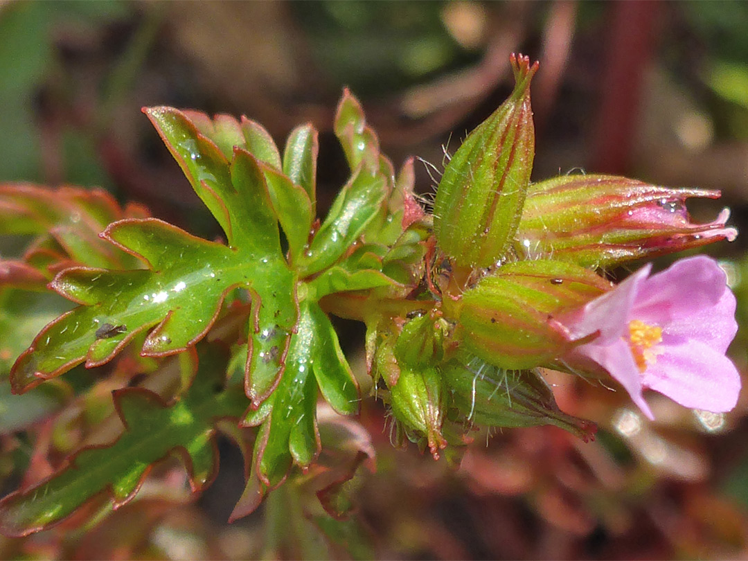 Shiny leaves