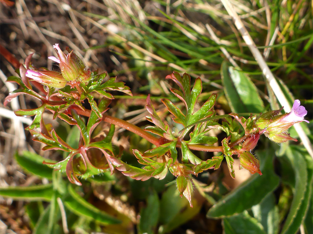 Lobed leaves