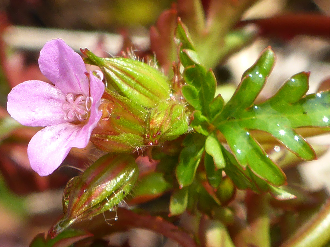 Bud, leaf and flower