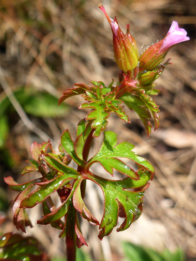 Flowering stem