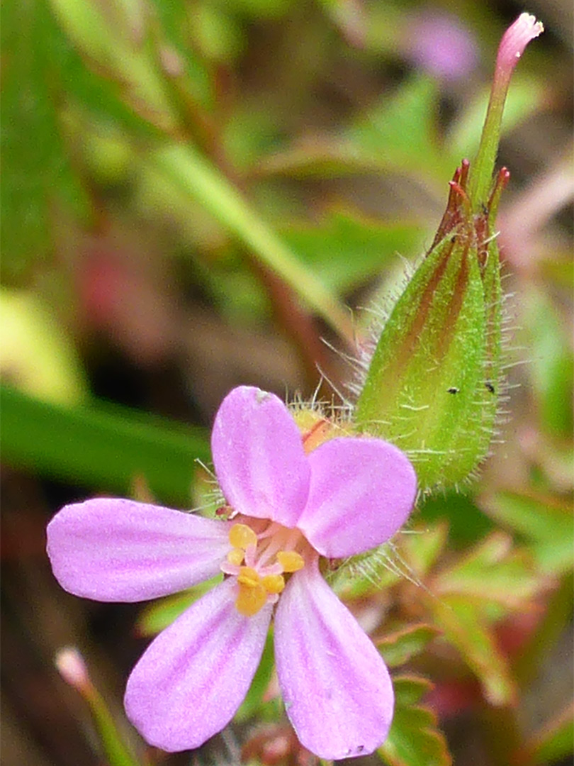 Unevenly-spaced petals