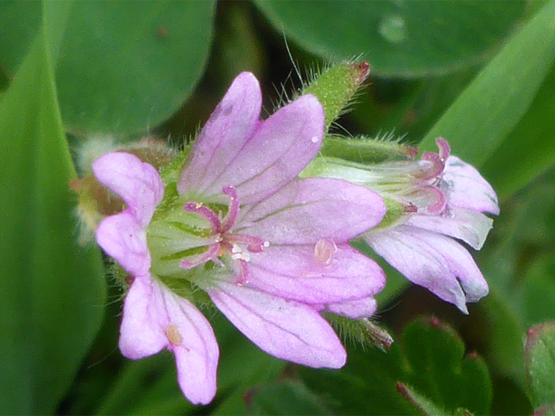 Pale pink flowers