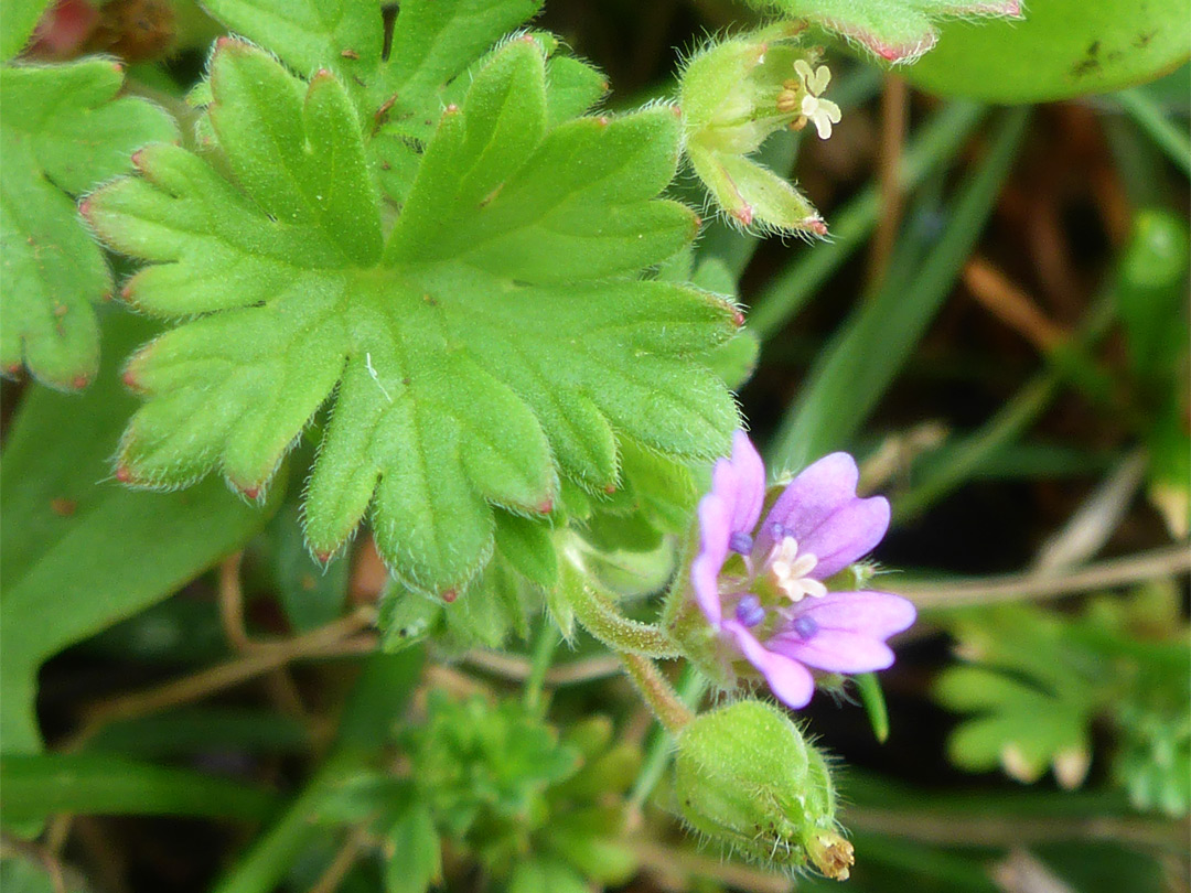 Red-tipped leaf lobes