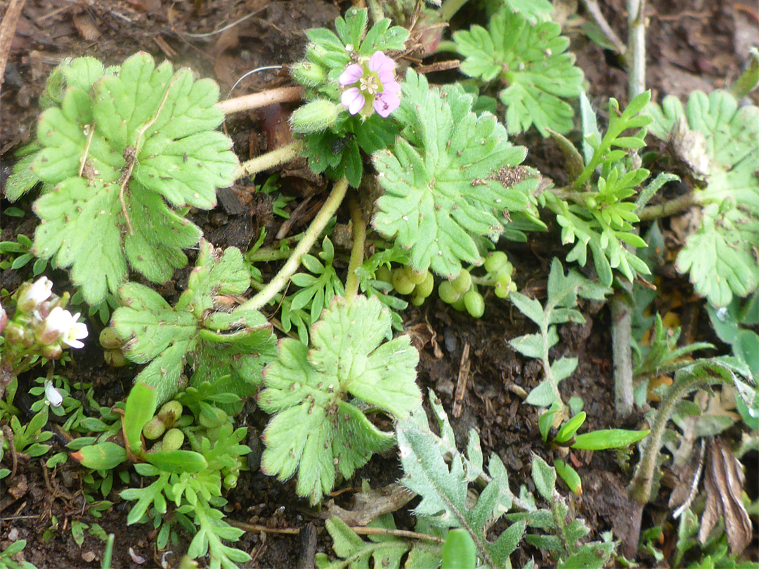 Prostrate stems