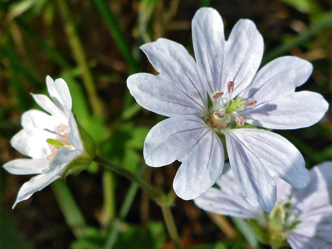 Two white flowers