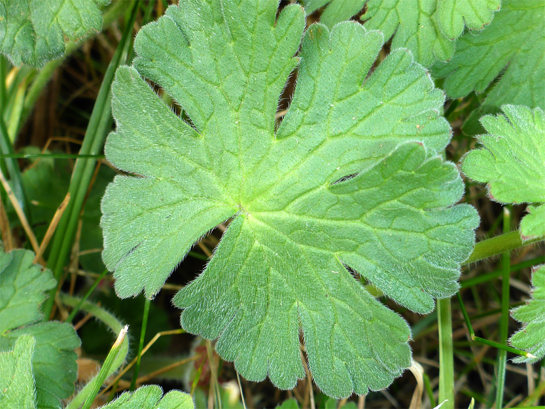 Round leaf