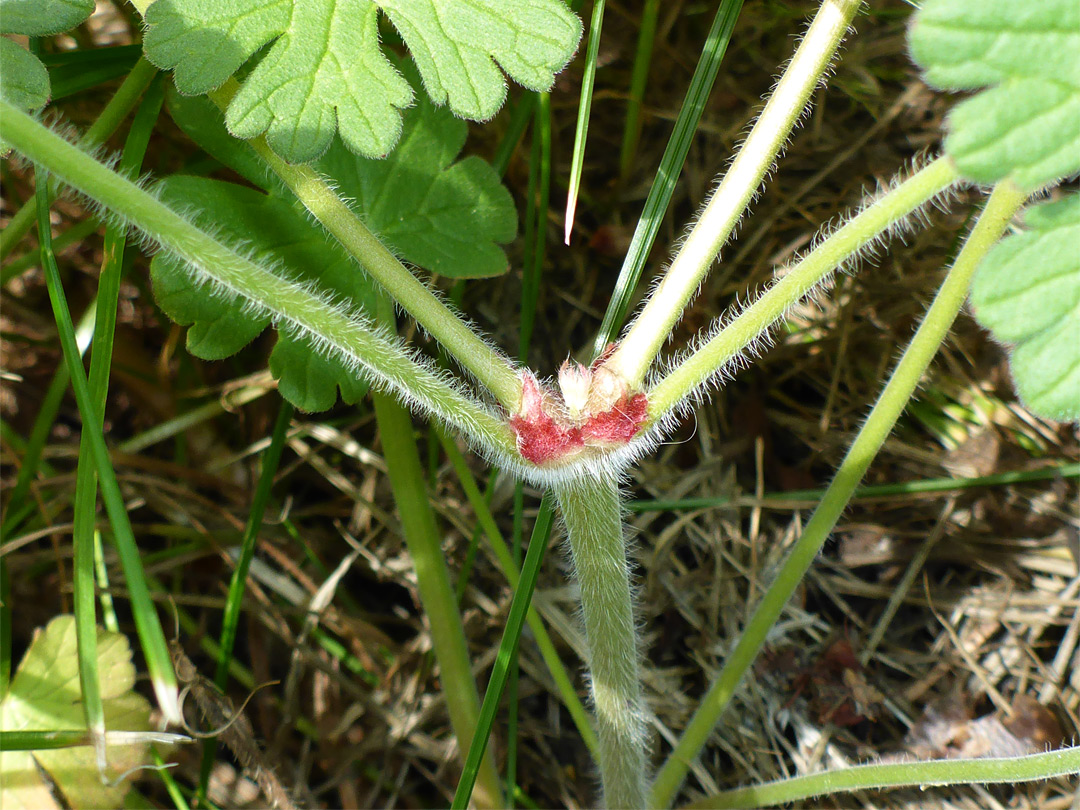 Hairy stem