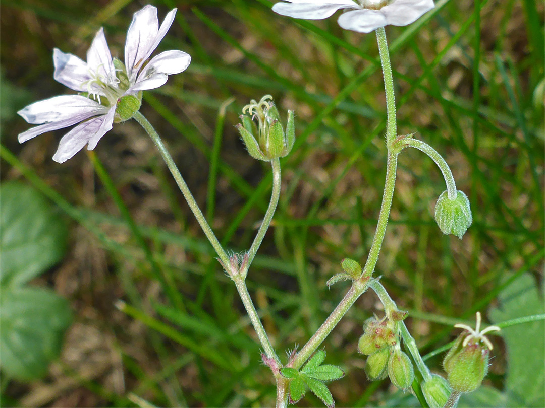 Slender pedicels