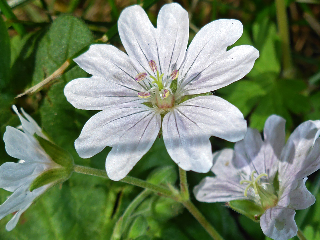 Notched petals