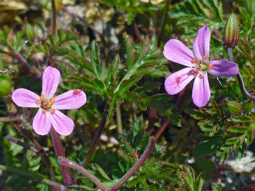 Pair of flowers