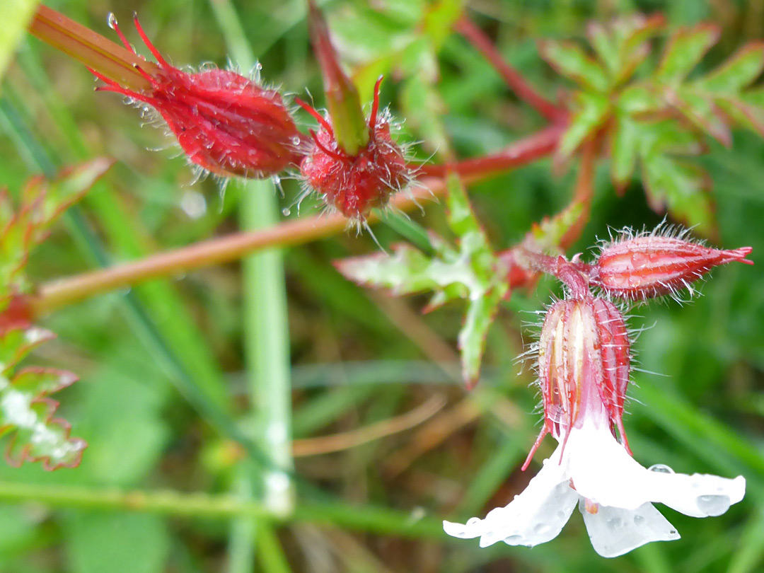 Red calyces