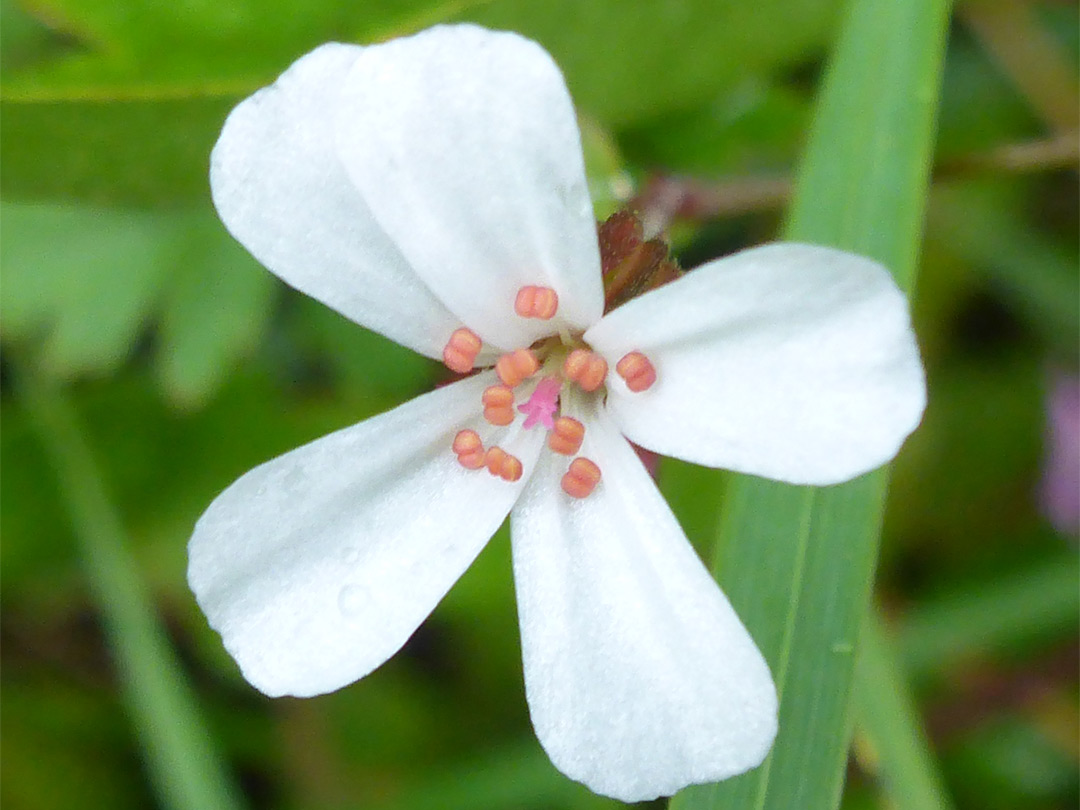 White petals