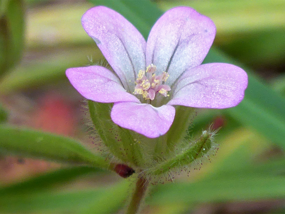 Pale pink flower