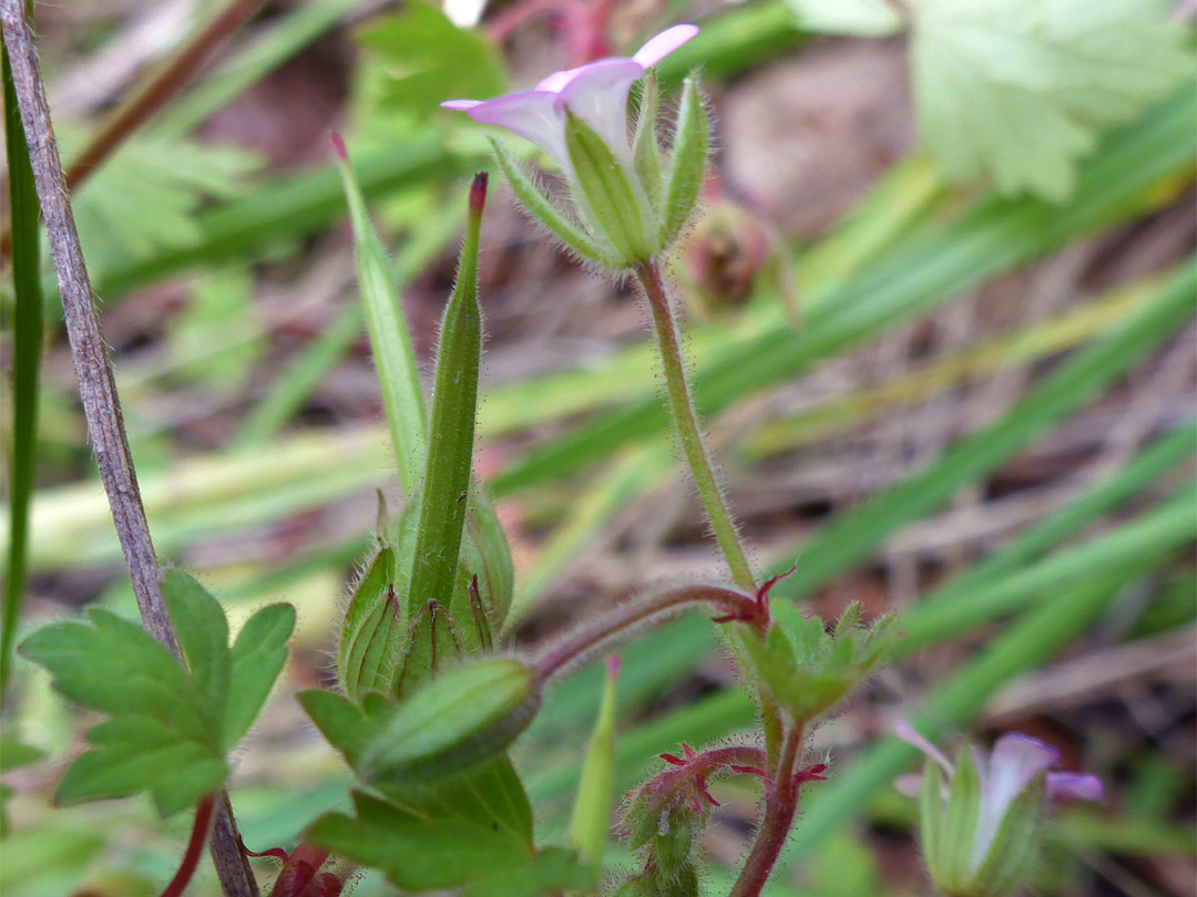 Fruit