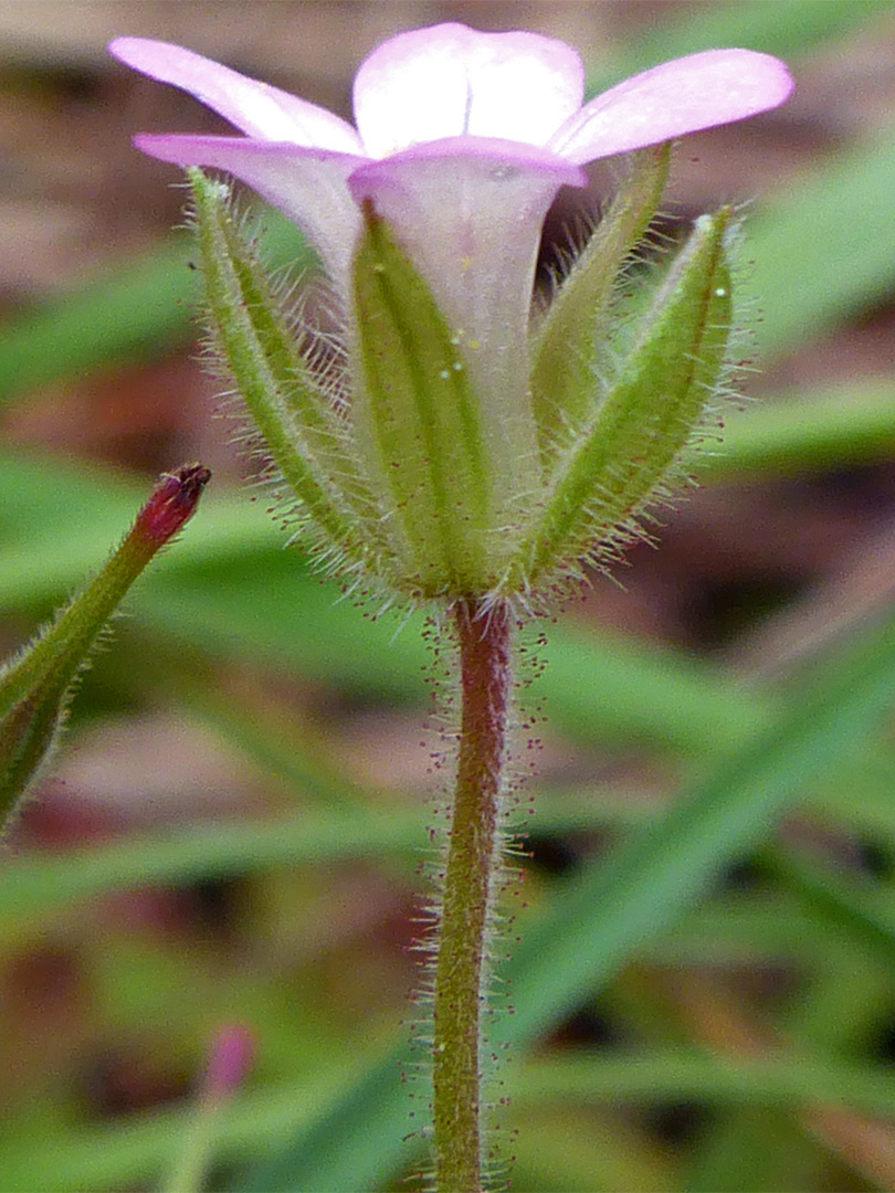 Hairy, spreading sepals