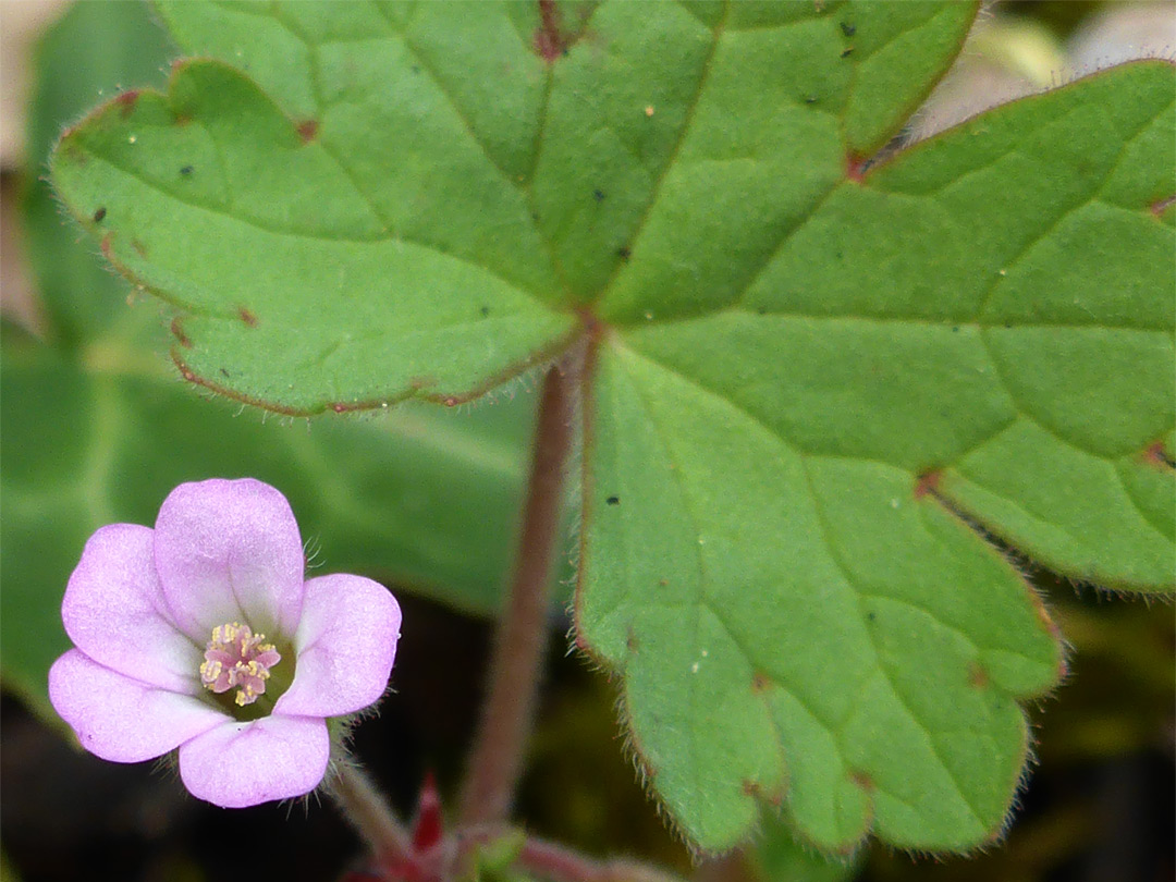 Leaf and flower