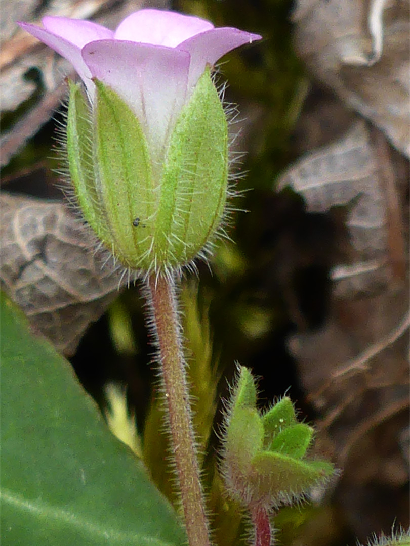 Hairy stalk and sepals