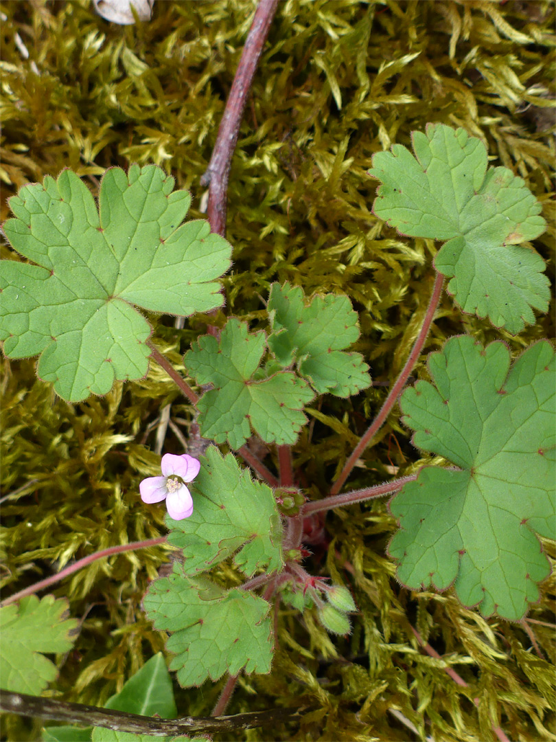 Rounded leaves