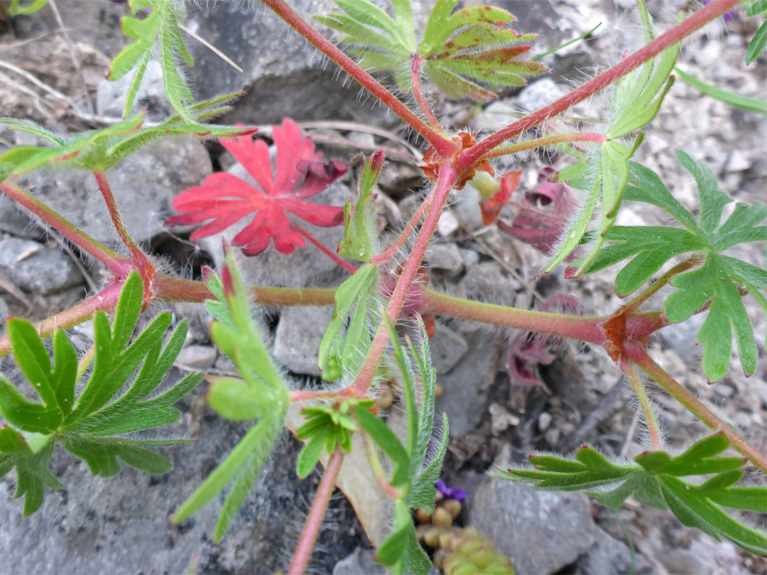 Leaves, stems and stalks