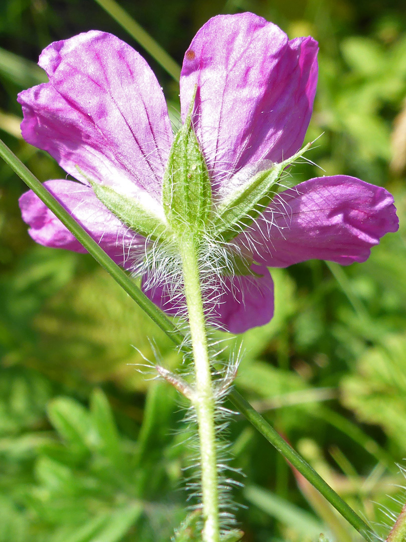 Hairy stem and calyx