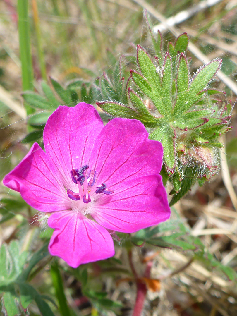 Flower and leaf